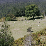 Navarra Impulsa Ayudas para Explotaciones Lácteas de Montaña