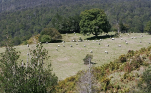 Navarra Impulsa Ayudas para Explotaciones Lácteas de Montaña