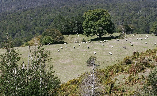Navarra Impulsa Ayudas para Explotaciones Lácteas de Montaña