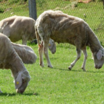 Precios de leche ovina caen en julio, ganaderos en alerta