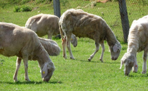 Precios de leche ovina caen en julio, ganaderos en alerta