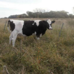 Producción lechera agroecológica entre la soja en Santa Fe