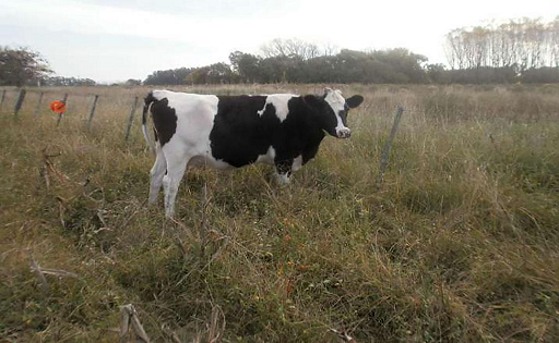 Producción lechera agroecológica entre la soja en Santa Fe