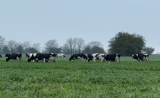 Producción lechera argentina mejora tras etapa crítica