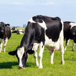 Qué ve Fonterra que nosotros no