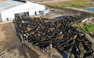 Récord en Río Negro hasta 65.000 con menores costos