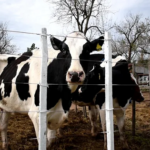 Tambo empresarial resiste en tierras agrícolas