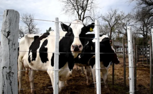Tambo empresarial resiste en tierras agrícolas