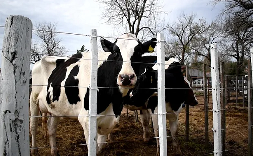 Tambo empresarial resiste en tierras agrícolas
