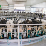 Tecnología GEA revoluciona la lechería en Latinoamérica