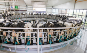 Tecnología GEA revoluciona la lechería en Latinoamérica