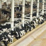 Tienen hasta cama para las vacas
