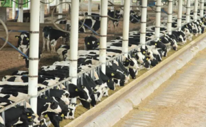 Tienen hasta cama para las vacas