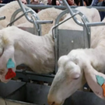 UCCL advierte crisis del ovino y caprino de leche en España