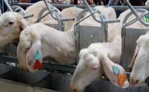 UCCL advierte crisis del ovino y caprino de leche en España