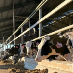 Vaca del futuro conoce al consumidor antes del proyecto lechero