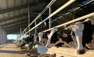 Vaca del futuro conoce al consumidor antes del proyecto lechero