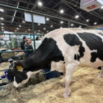 Vacas de 100 millones de pesos que dan 50 litros diarios