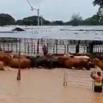 Venezuela mantiene abastecimiento pese a lluvias, afirma Fedenaga