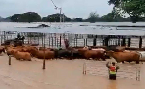 Venezuela mantiene abastecimiento pese a lluvias, afirma Fedenaga