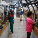 Zamora líder ovino sin marca fuerte