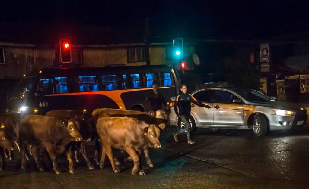 Accidente en Chile por estampida de vacunos tras ataque de perros