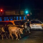 Accidente en Chile por estampida de vacunos tras ataque de perros
