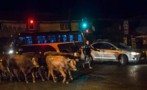 Accidente en Chile por estampida de vacunos tras ataque de perros