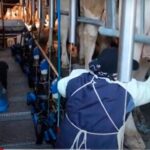 Acusan inacción en pacto de precios de la leche en España