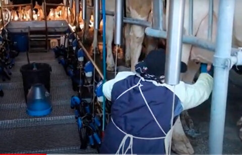Acusan inacción en pacto de precios de la leche en España