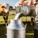 Alertan por adulteración de leche con lactosueros