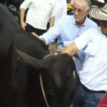 Alta genética para vacas en el Atlántico colombiano