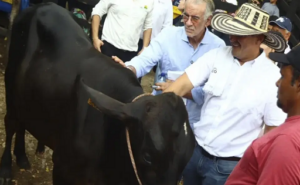 Alta genética para vacas en el Atlántico colombiano