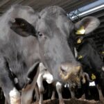 Argentina, con una de las tasas de cierre de tambos más bajas del mundo