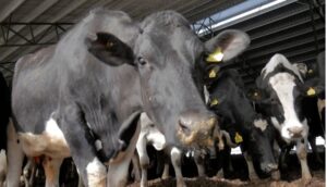 Argentina, con una de las tasas de cierre de tambos más bajas del mundo