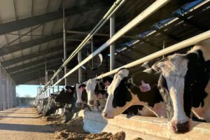 Argentina lidera el crecimiento lechero global en 2025