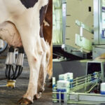 Argentina muestra avances en bienestar animal en la FIL