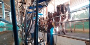 Aumenta la leche, pero caen los márgenes reales