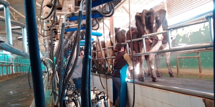 Aumenta la leche, pero caen los márgenes reales