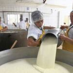 Boyacá, líder en empleo ganadero y lácteo en Colombia