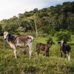 Colombia avanza en ganadería sostenible y trazabilidad