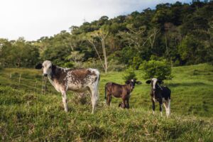 Colombia avanza en ganadería sostenible y trazabilidad