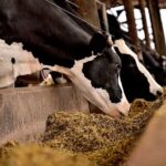 Cómo duplicar la producción lechera en Paraguay