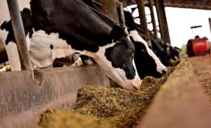 Cómo duplicar la producción lechera en Paraguay