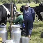 Con 30 millones de bovinos, Colombia refuerza su base para la producción láctea