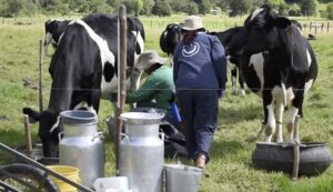 Con 30 millones de bovinos, Colombia refuerza su base para la producción láctea