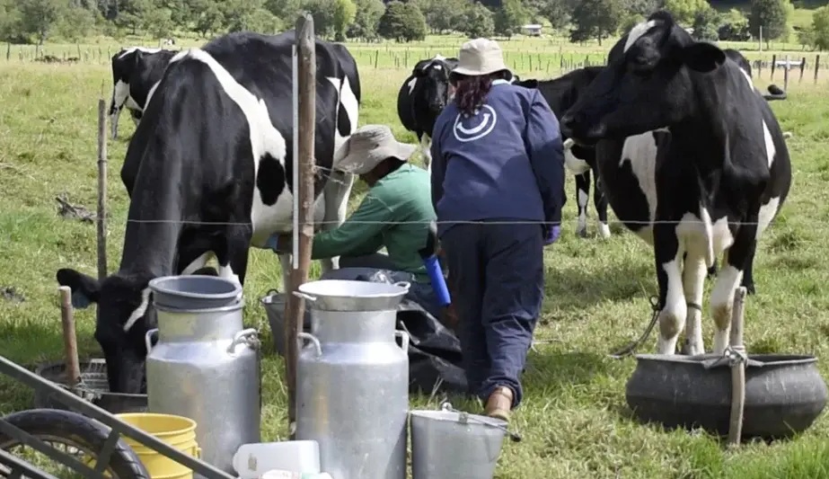 Con 30 millones de bovinos, Colombia refuerza su base para la producción láctea