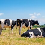 Black and white cows grazing in the farmland at Menorca, Spain.