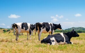 Black and white cows grazing in the farmland at Menorca, Spain.