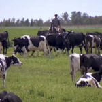 Deuda de tambos se estabiliza mientras baja en la industria
